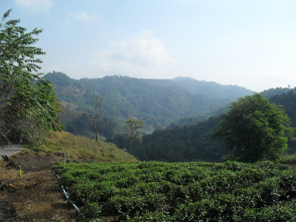 The Tea Plantations.jpg