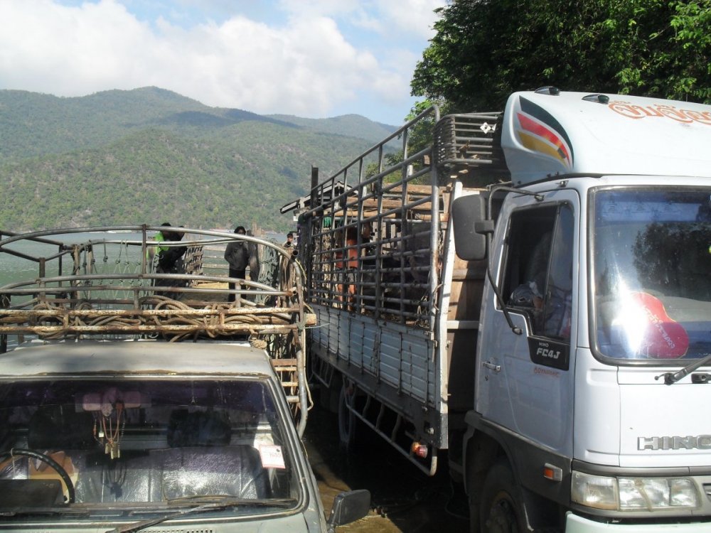 Loading cattle at the dam from across the lake.jpg
