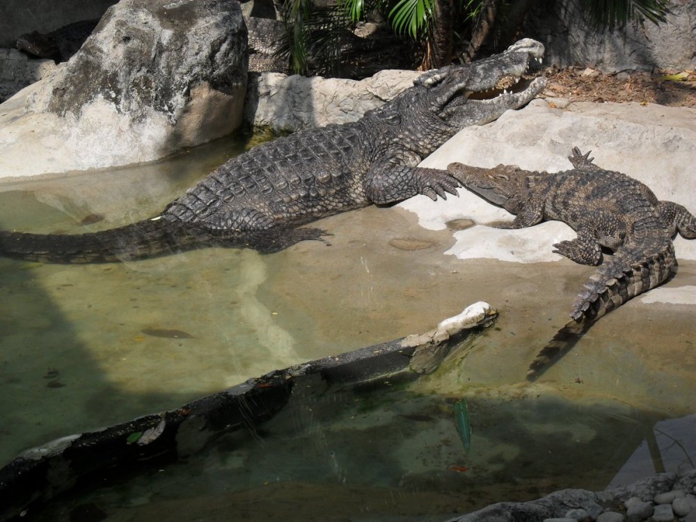 Nasty Alligator BK Zoo.jpg