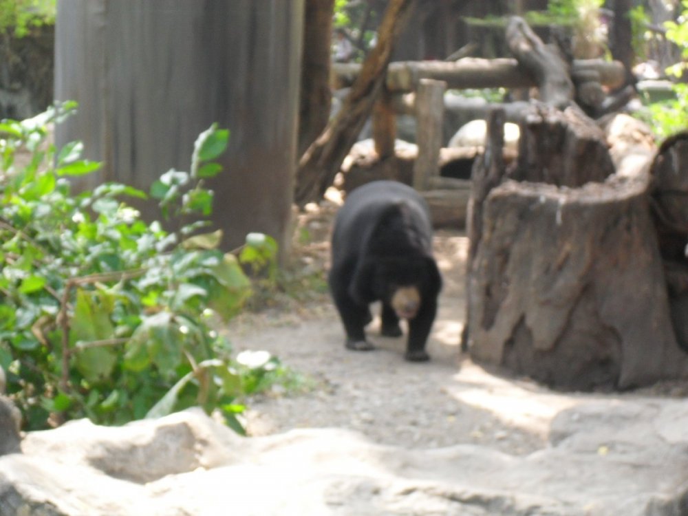 Asian Bear BK Zoo.jpg