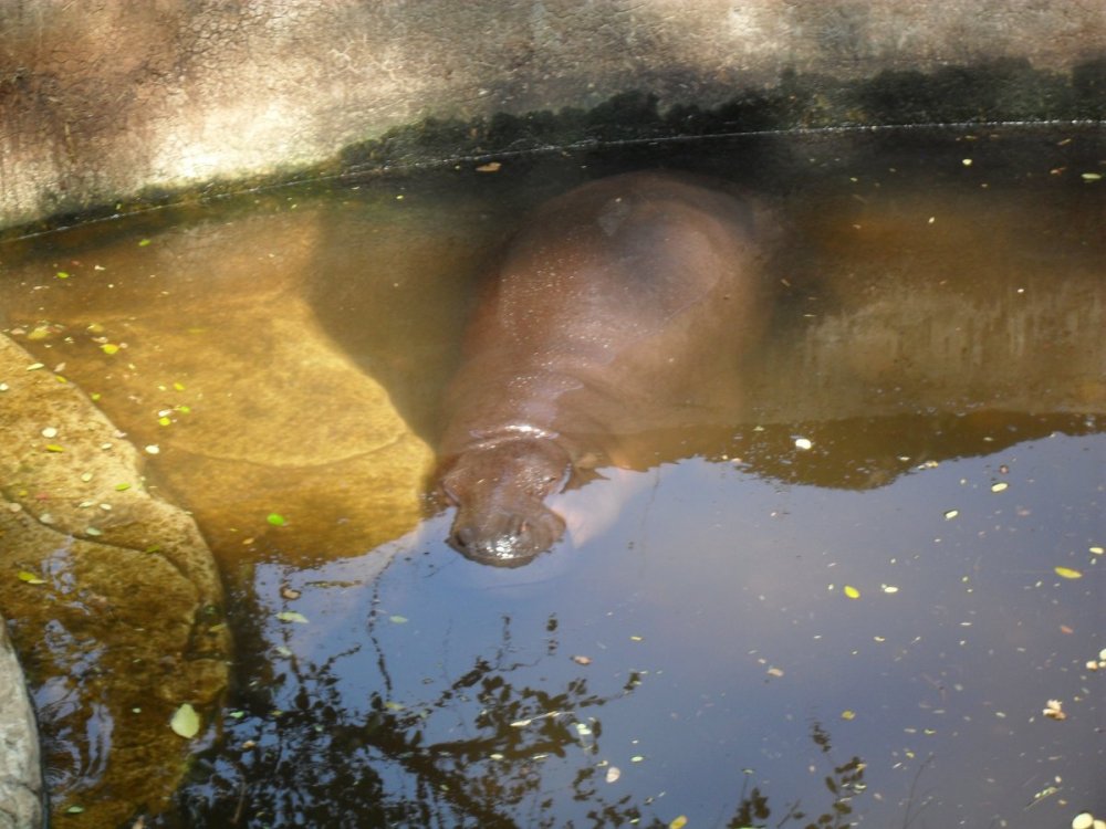 Pygmy Hippo BK Zoo.jpg