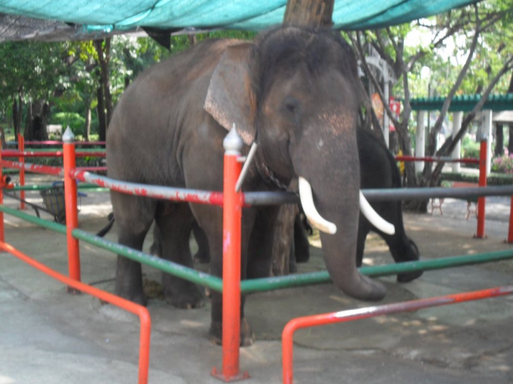 Elephant BK Zoo.jpg