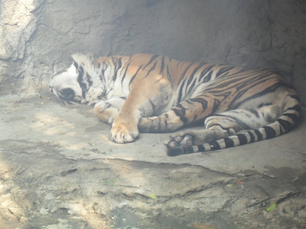 Tiger at BK Zoo.jpg