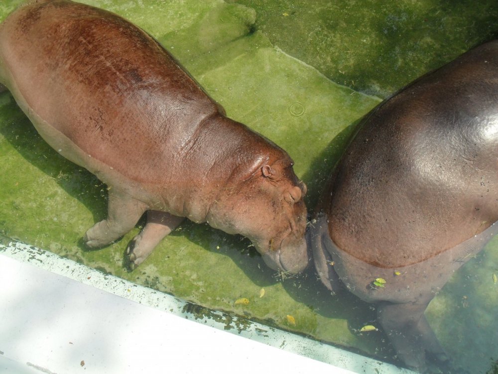 two hippos at BK Zoo 2.jpg