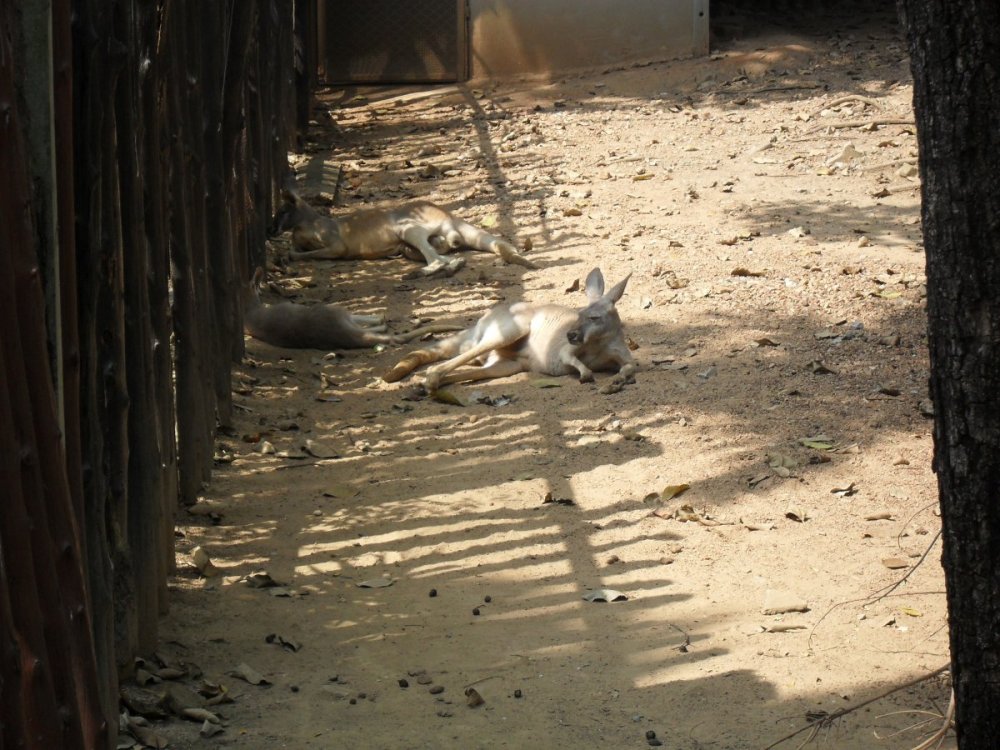 Kangaroos at BK Zoo.jpg