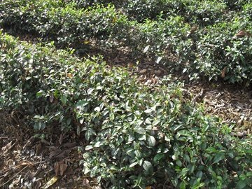 Growing tea at 4000' resized.jpg